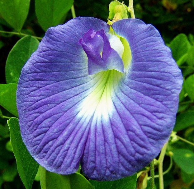 clitoria.jpg clitoria.jpg