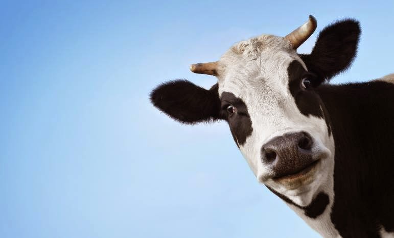 cow.jpg