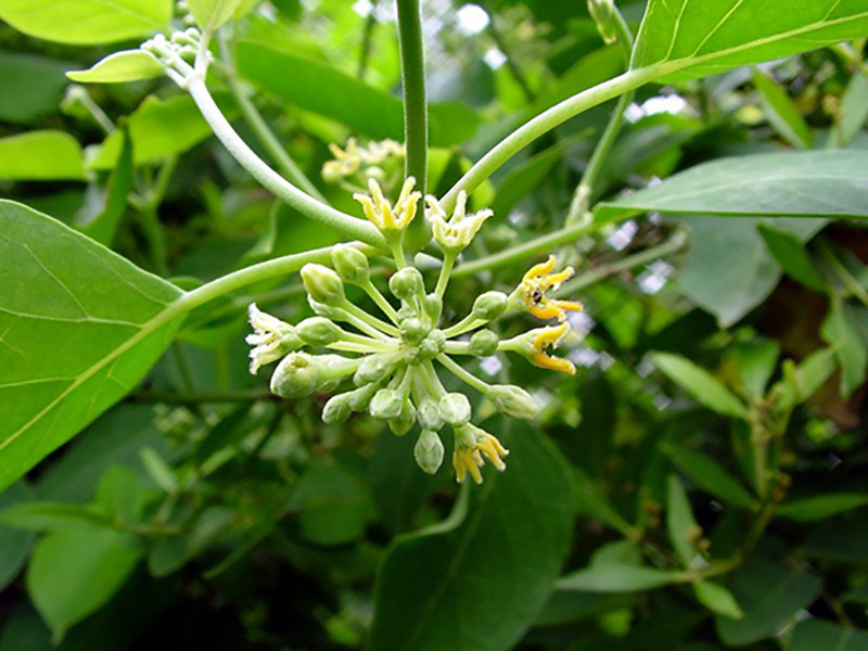 Leptadenia-reticulata.jpg