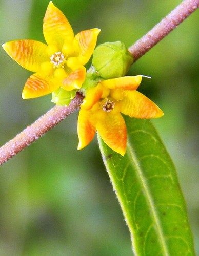 hemidesmus_indicus.jpg