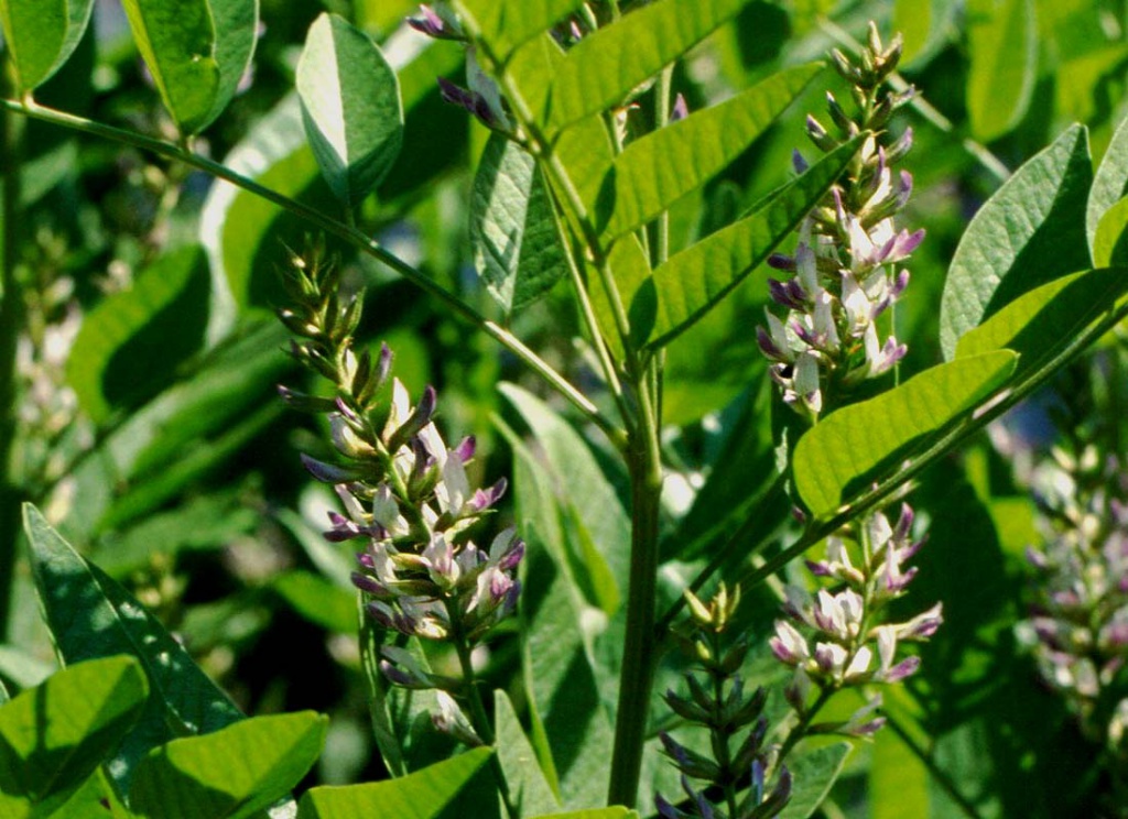 Glycyrrhiza-glabra.jpg