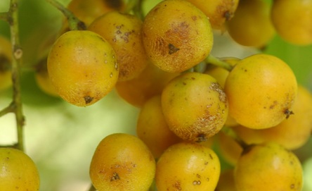 celastrus-paniculatus.jpg