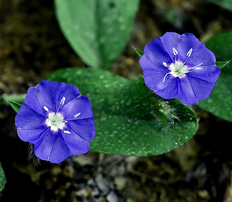evolvulus.jpg