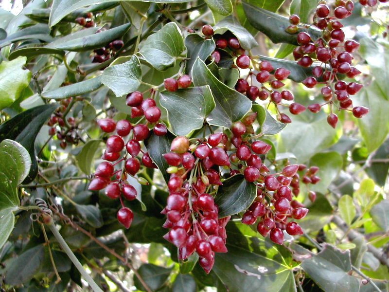 sarsaparilla.jpg sarsaparilla.jpg