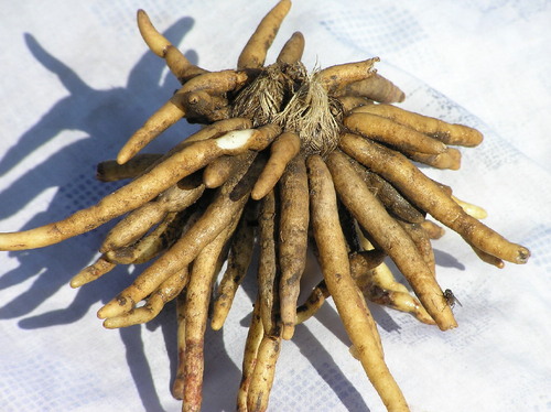 safed musli