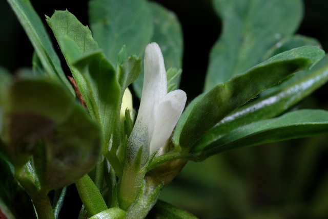 trigonella-foenum-graecum.jpg trigonella-foenum-graecum.jpg