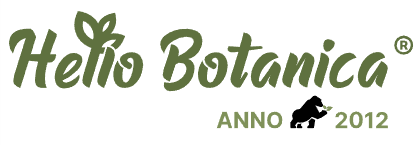 LOGO +.png