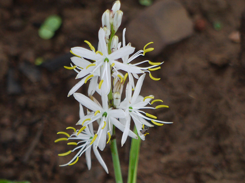chlorophytum.jpg