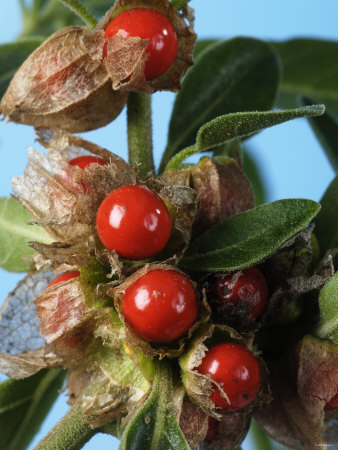 ashwagandha.jpg ashwagandha.jpg