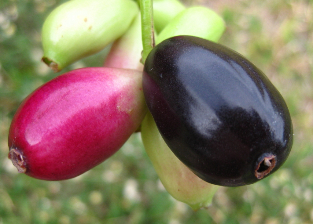 Syzygium_cumini_-_fruits.jpg