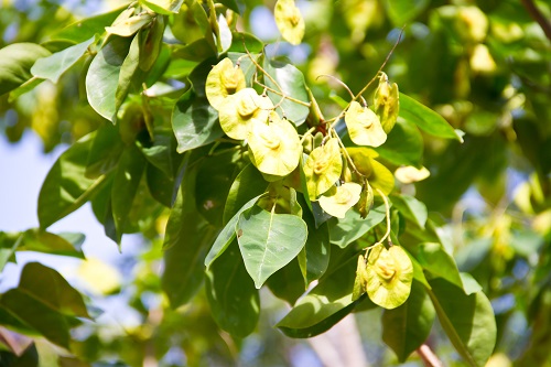 Pterocarpus.jpg