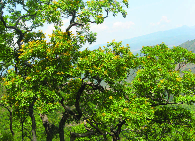 Pterocarpus.jpg