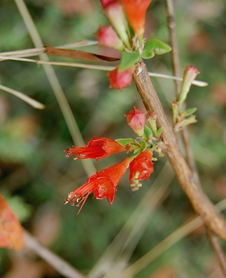 Woodfordia_fruticosa.jpg