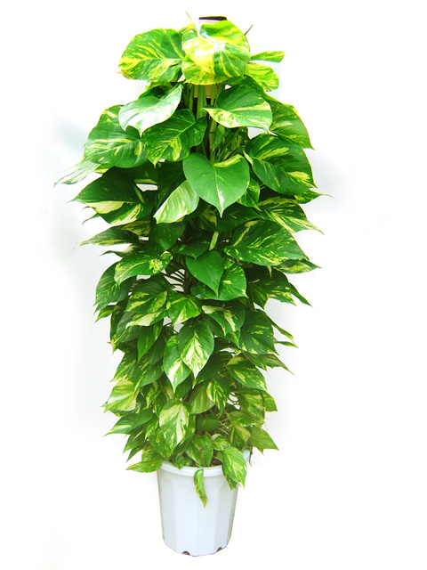 epipremnum_aureum.jpg epipremnum_aureum.jpg