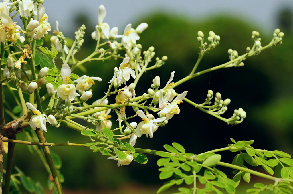 Moringa.jpg