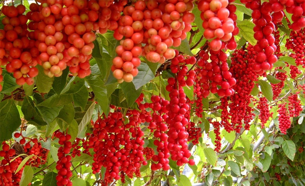 Schisandra.jpg