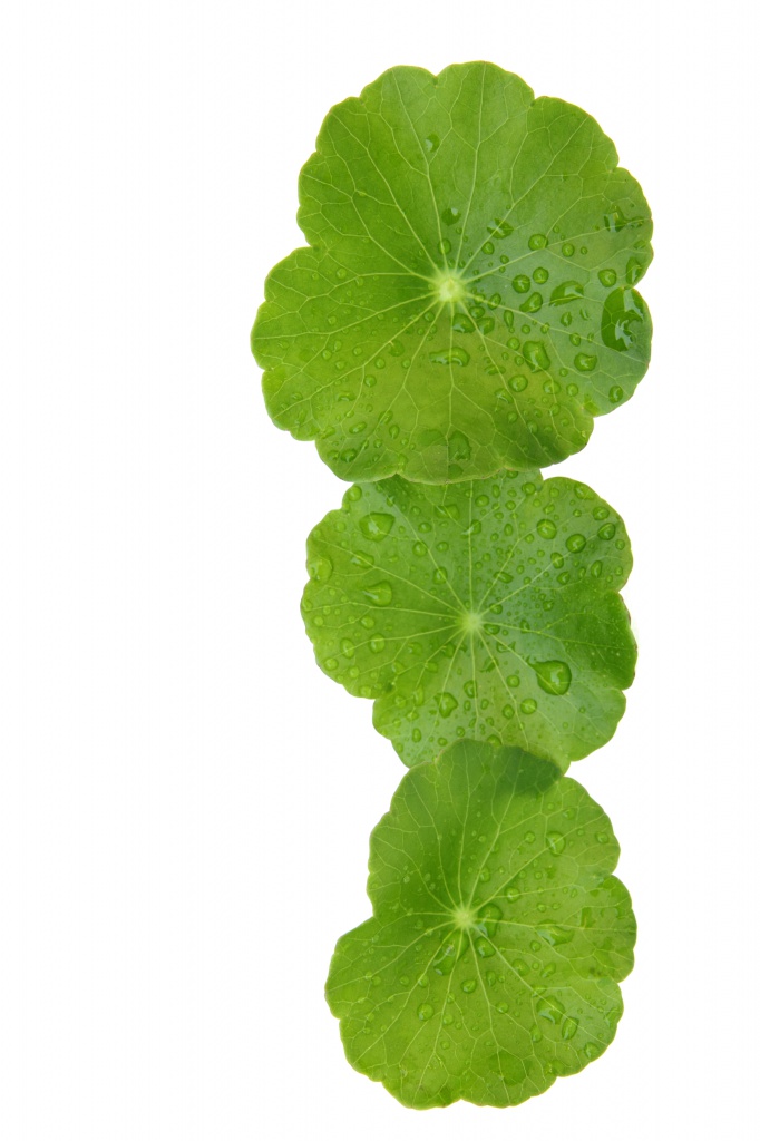 Ashwagandha.jpg