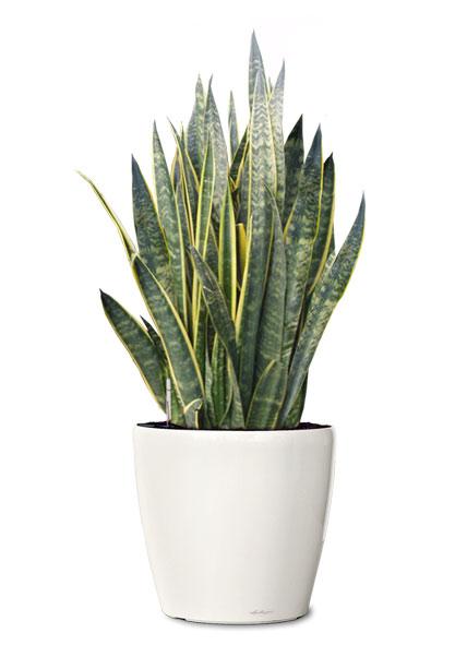 sansevieria trifasciata.jpg sansevieria trifasciata.jpg