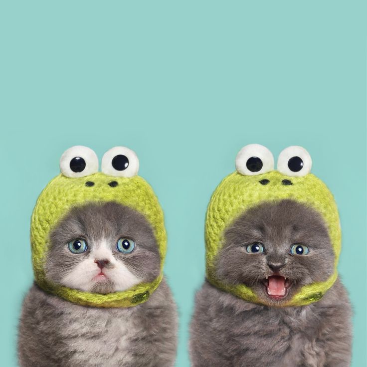 cats.jpg cats.jpg