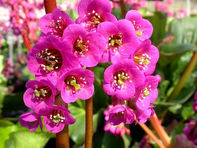 bergenia_ligulata.jpg