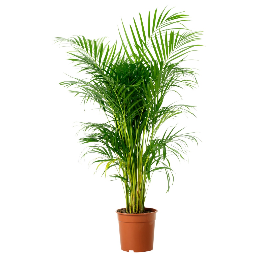 chrysalidocarpus lutescens.JPG areca.JPG