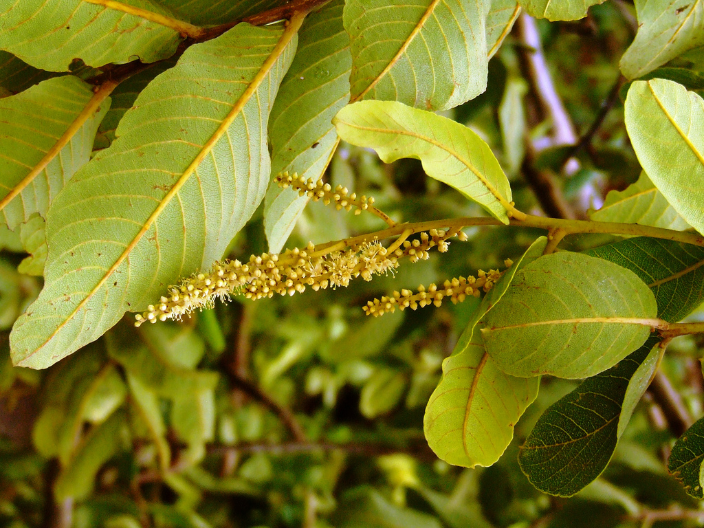 Terminalia_arjuna.jpg