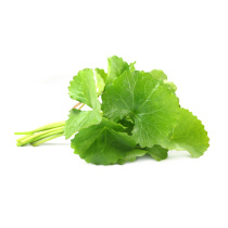 Готу кола - Centella asiatica
