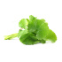 Готу кола - Centella asiatica