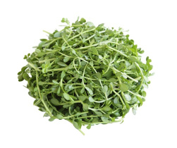 Брами - Bacopa monnieri