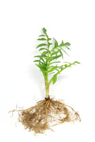 Валериана лекарственная - Valeriana officinalis