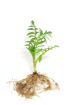 Валериана лекарственная - Valeriana officinalis