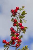 Боярышник - Crataegus laevigata