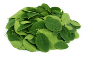 Моринга масличная - Moringa oleifera