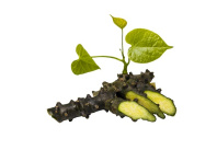 Гудучи - Tinospora cordifolia