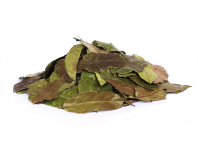 Гуаюса - Ilex guayusa