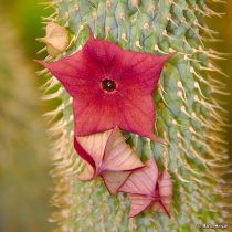 Худия - Hoodia Gordonii