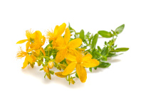 Зверобой - Hypericum perforatum