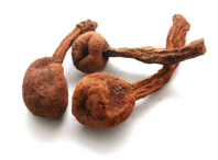 Хуанарпо Мачо - Jatropha macrantha