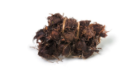 Пири Пири - Cyperus articulatus (Piri Piri)